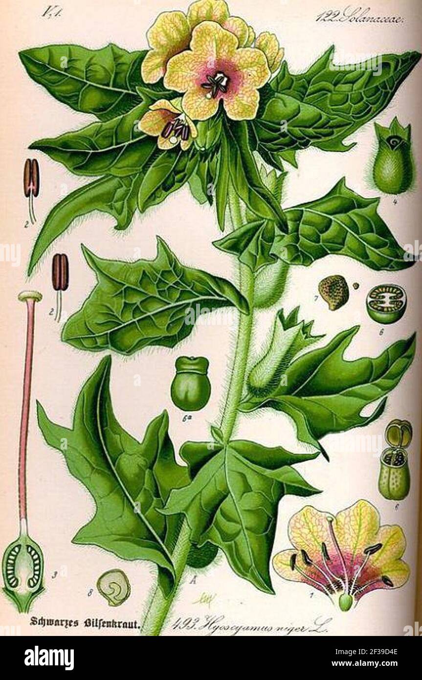 Prof. Dr. Otto Wilhelm Thomé- Flora von Deutschland Österreich und der Schweiz - Schwarzes Bilsenkraut (Hyoscyamus niger; Bilsenkraut). Stockfoto