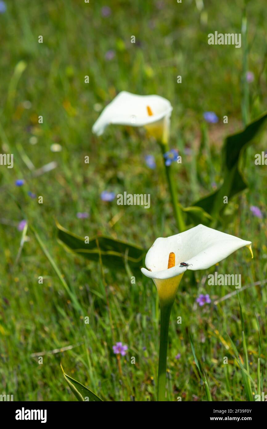 Weiße Blume einer Arum Lilly (Zantedeschia aethiopica) In natürlichem Lebensraum in der Nähe von Darling im Western Cape Südafrika Stockfoto