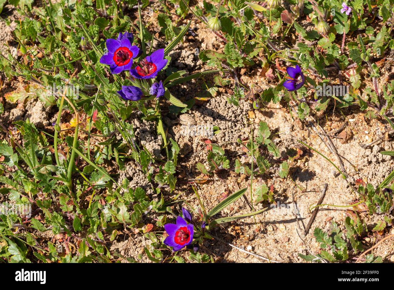 Einige violette Blüten von Babiana rubrocyanea in natürlichem Lebensraum in der Nähe von Darling im westlichen Kap von Südafrika gesehen Stockfoto