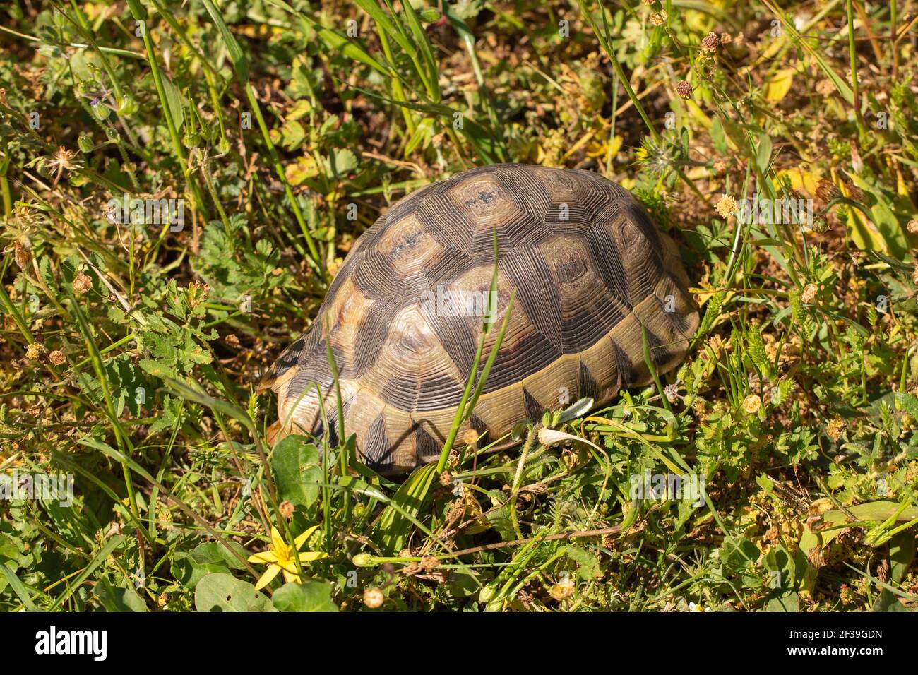 Rotbauch-Schildkröte (Chersina angulata) In natürlichem Lebensraum in der Nähe von Darling im Western Cape Südafrika Stockfoto