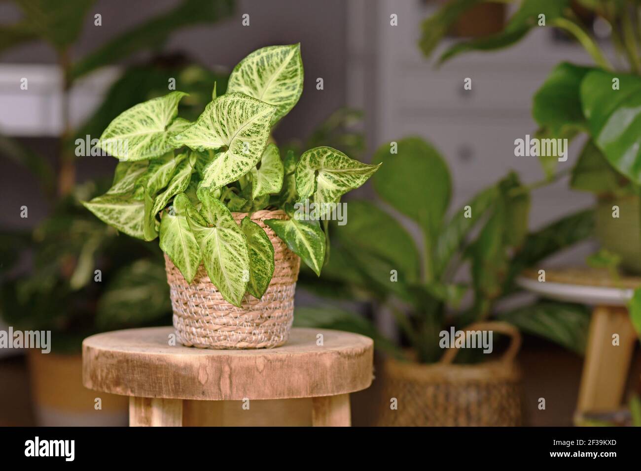 amerikanischer Käsekuchen, gebacken, Bäckerei, Kuchen, Käse, Käsekuchen, Sahne, Frischkäse, cremig, Kruste, Küche, Pudding, Molkerei, dunkler Hintergrund, lecker, Stockfoto