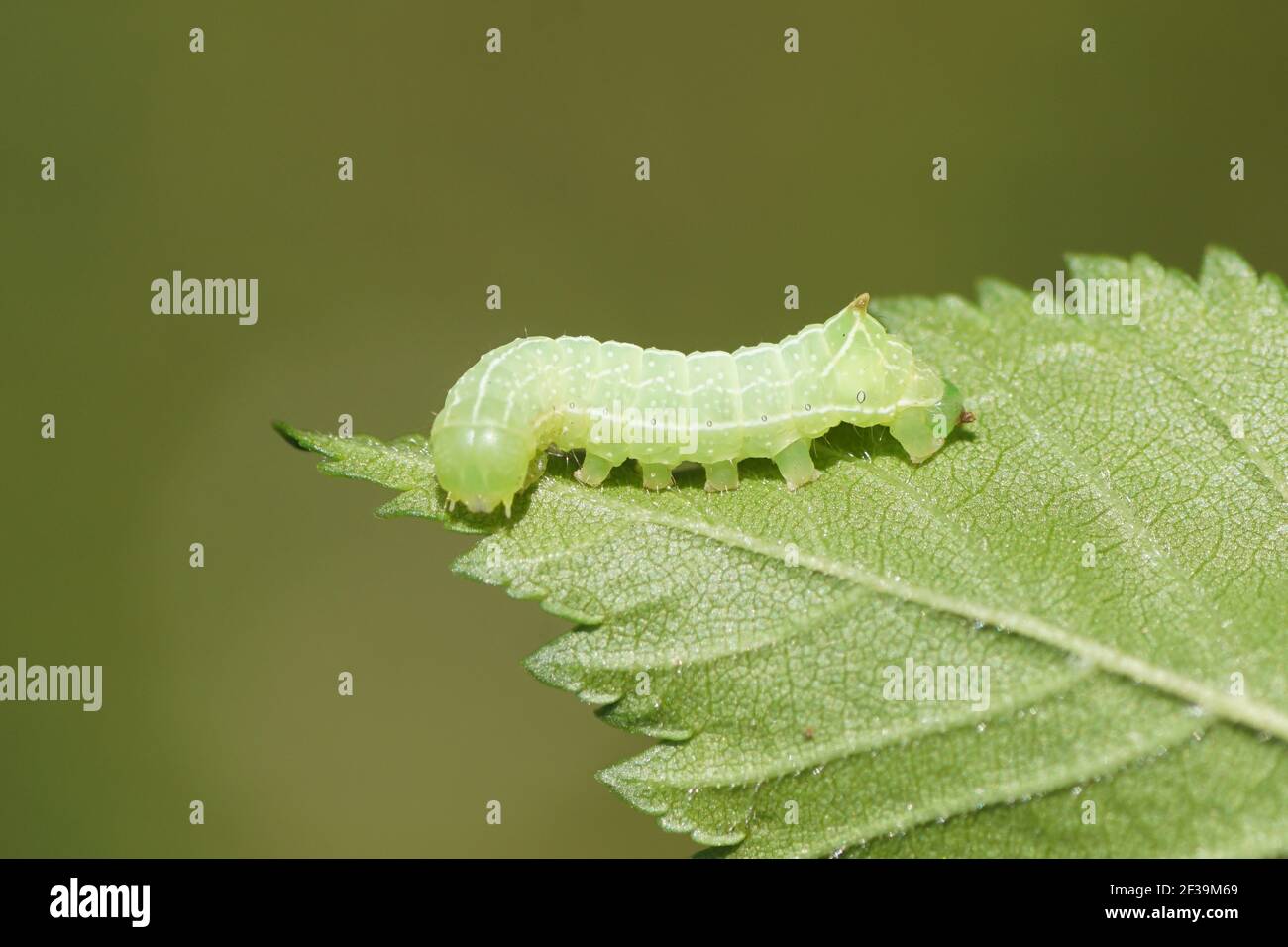 Junge Raupe des Svensson's Kupfer Unterflügels (Amphipyra berbera), Familie Eulchenmotten (Noctuidae) auf einem Blatt in einem niederländischen Garten. Niederlande, Stockfoto
