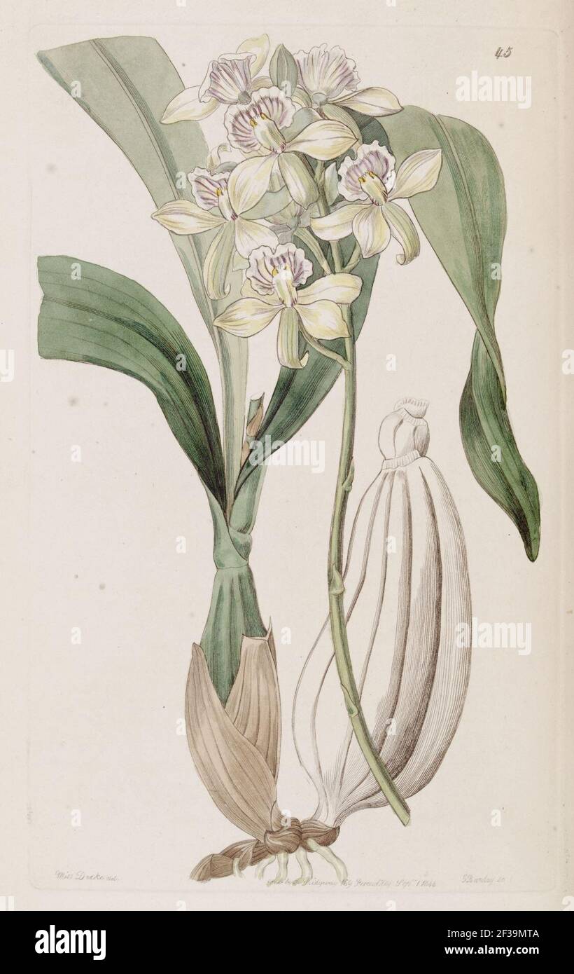 Prosthechea radiata (als Epidendrum radiatum)-Edwards vol 30 pl 45 (1844). Stockfoto