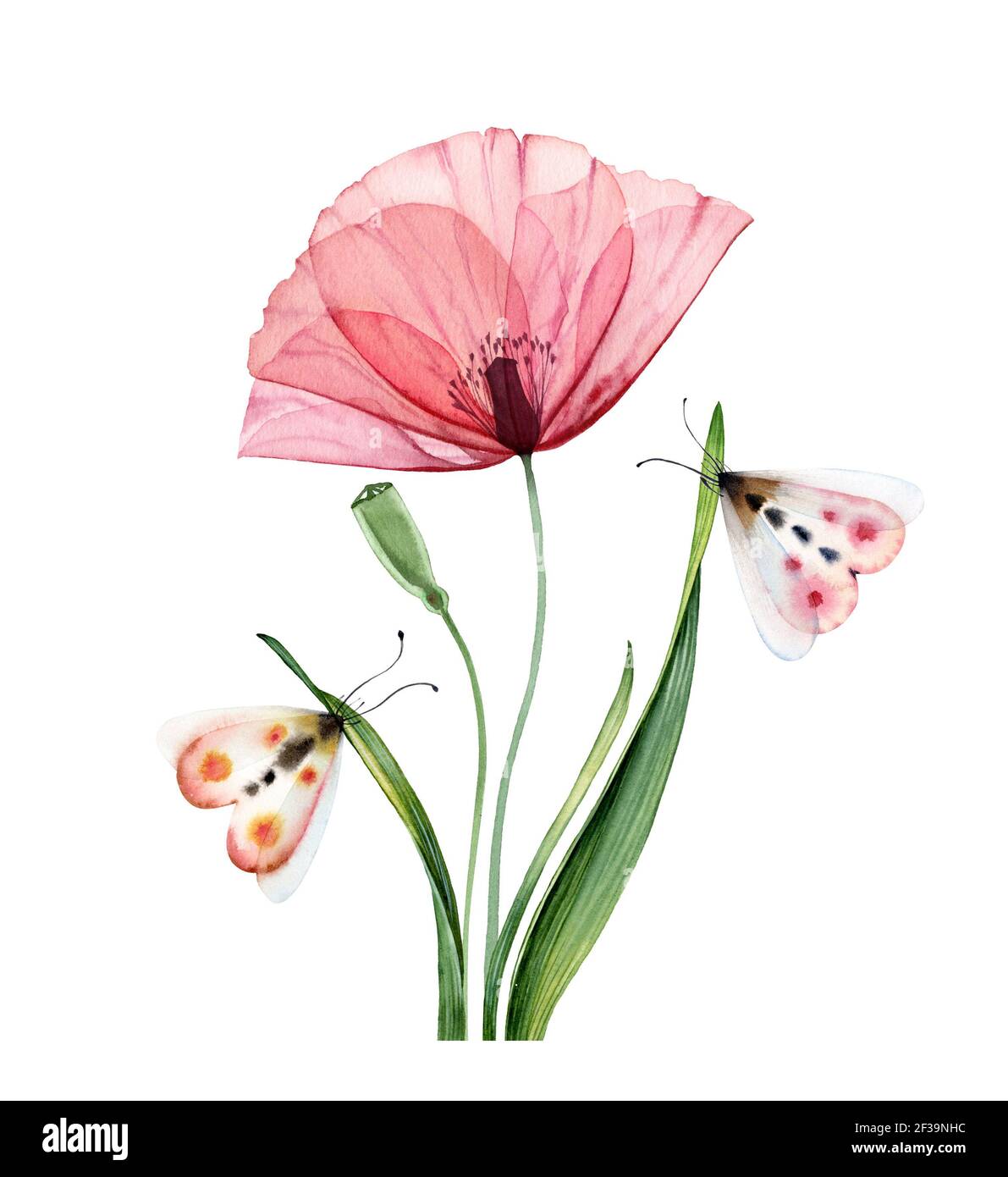 Aquarell Mohn Pflanze. Große transparente rosa Blume mit Broten und Schmetterlingen. Handgemalte abstrakte Kunstwerke. Botanische Illustration mit bunten Stockfoto