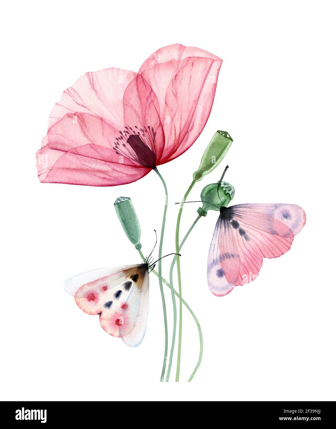 Aquarell Mohn Pflanze. Große transparente rosa Blume mit zwei Schmetterlingen. Hand bemalt drucken bereit abstrakte Kunstwerk. Botanische Abbildung mit Stockfoto