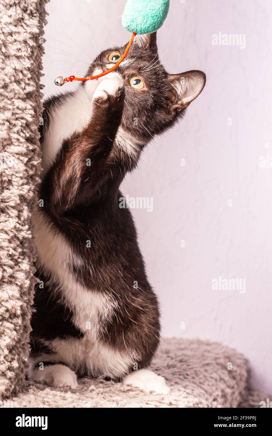 Schwarz und weiß aktive Kätzchen spielen mit einem Spielzeug. Das Kätzchen sitzt auf einem speziellen grauen Katze Spielkomplex. Stockfoto