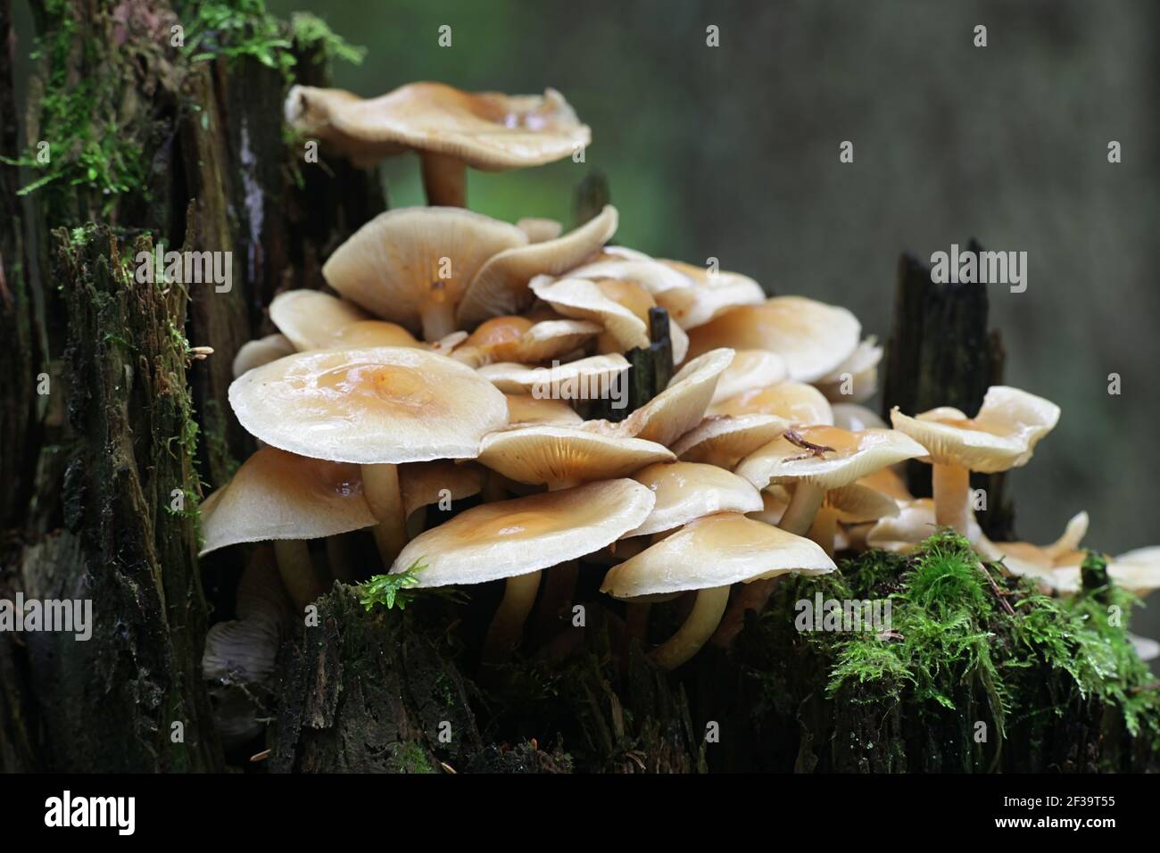 Hypholoma capnoides, bekannt als Conifer Tuft, Speisepilze aus Finnland Stockfoto