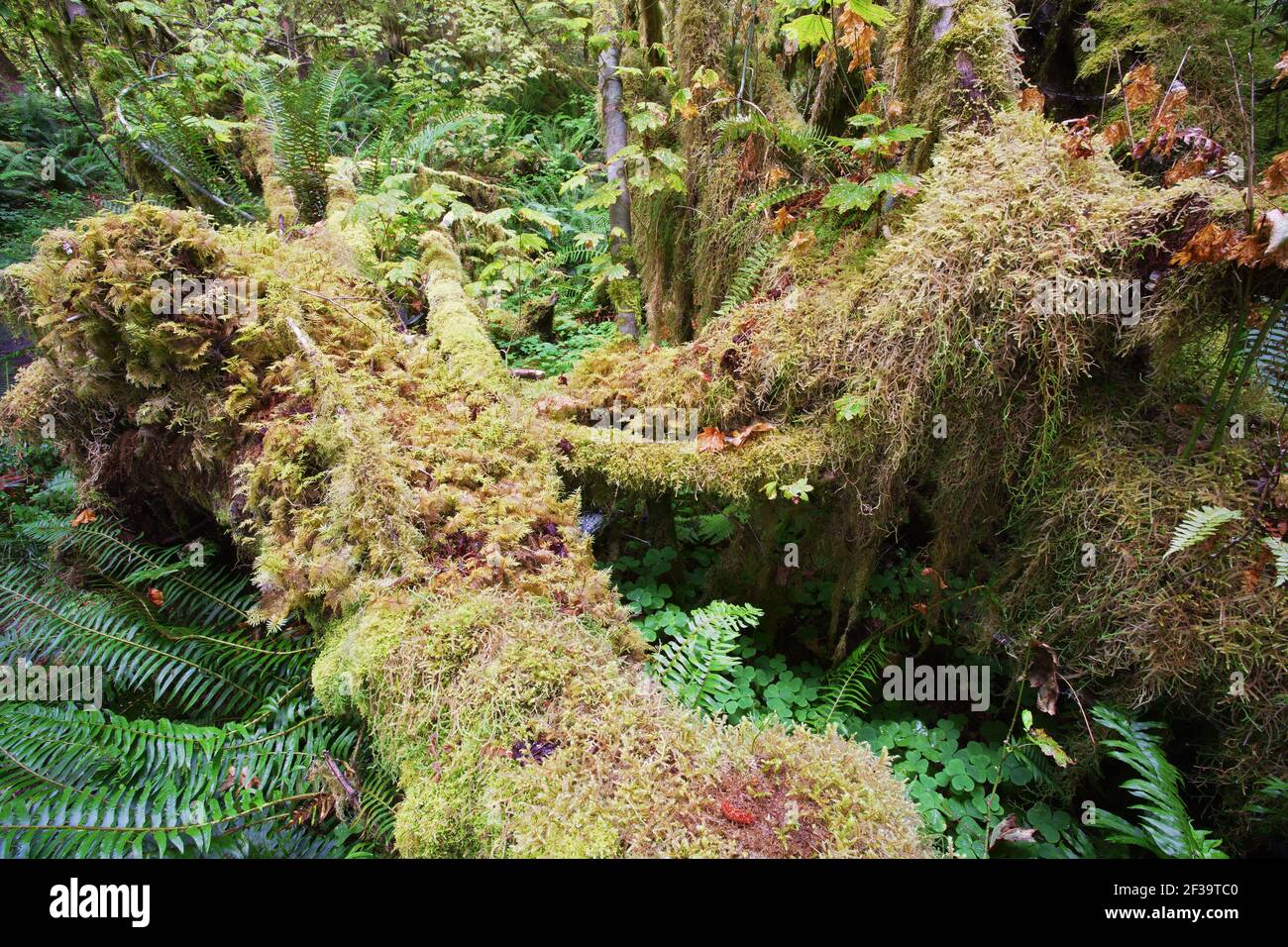 Moos bedeckter BaumHoh Rain Forest Olympic National Park Washington State, USA LA001670 Stockfoto