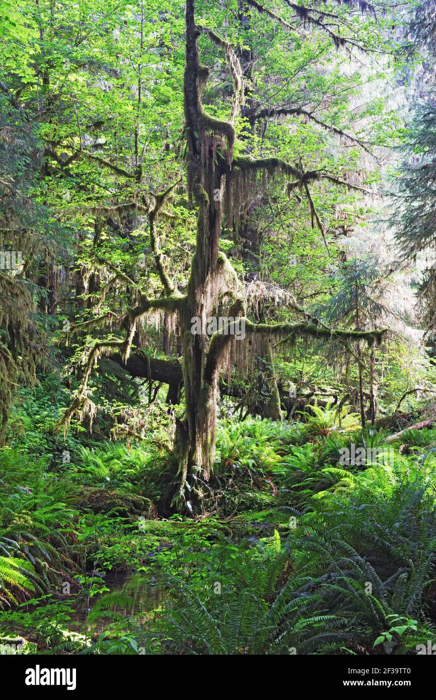 Moos bedeckter BaumHoh Rain Forest Olympic National Park Washington State, USA LA001673 Stockfoto