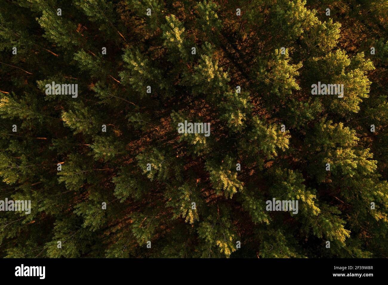 Luftaufnahme von Baumwipfelmuster aus Baumwollholz von Drohne pov, Drohne fliegen über grünen Wald im Sommer Sonnenuntergang. Aspen Bäume als Symbol der Natur und Umwelt Stockfoto