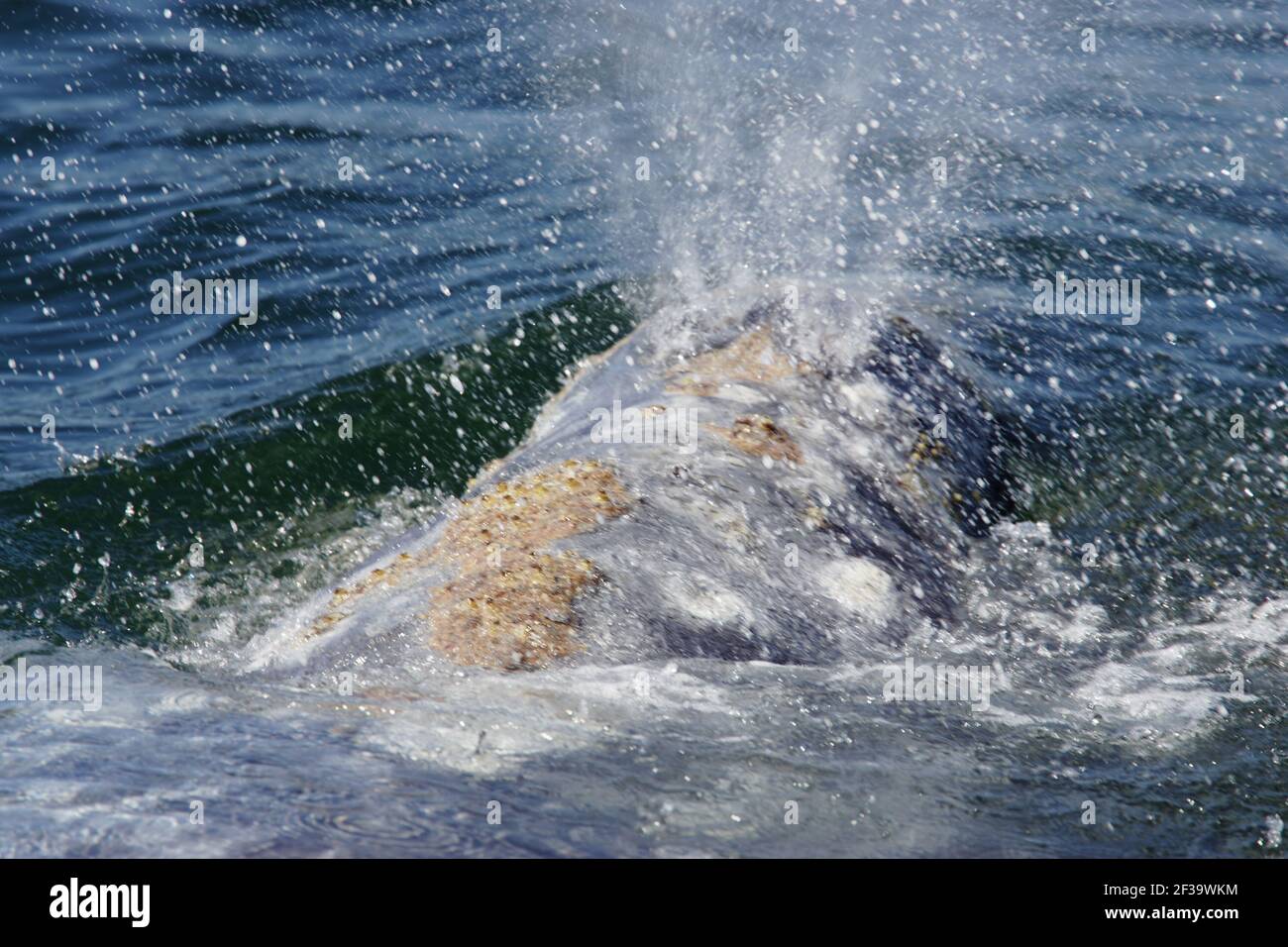 Grauwal - Spuuting(Eschrichtius robustus) Puget Sound Washington State, USA MA000462 Stockfoto