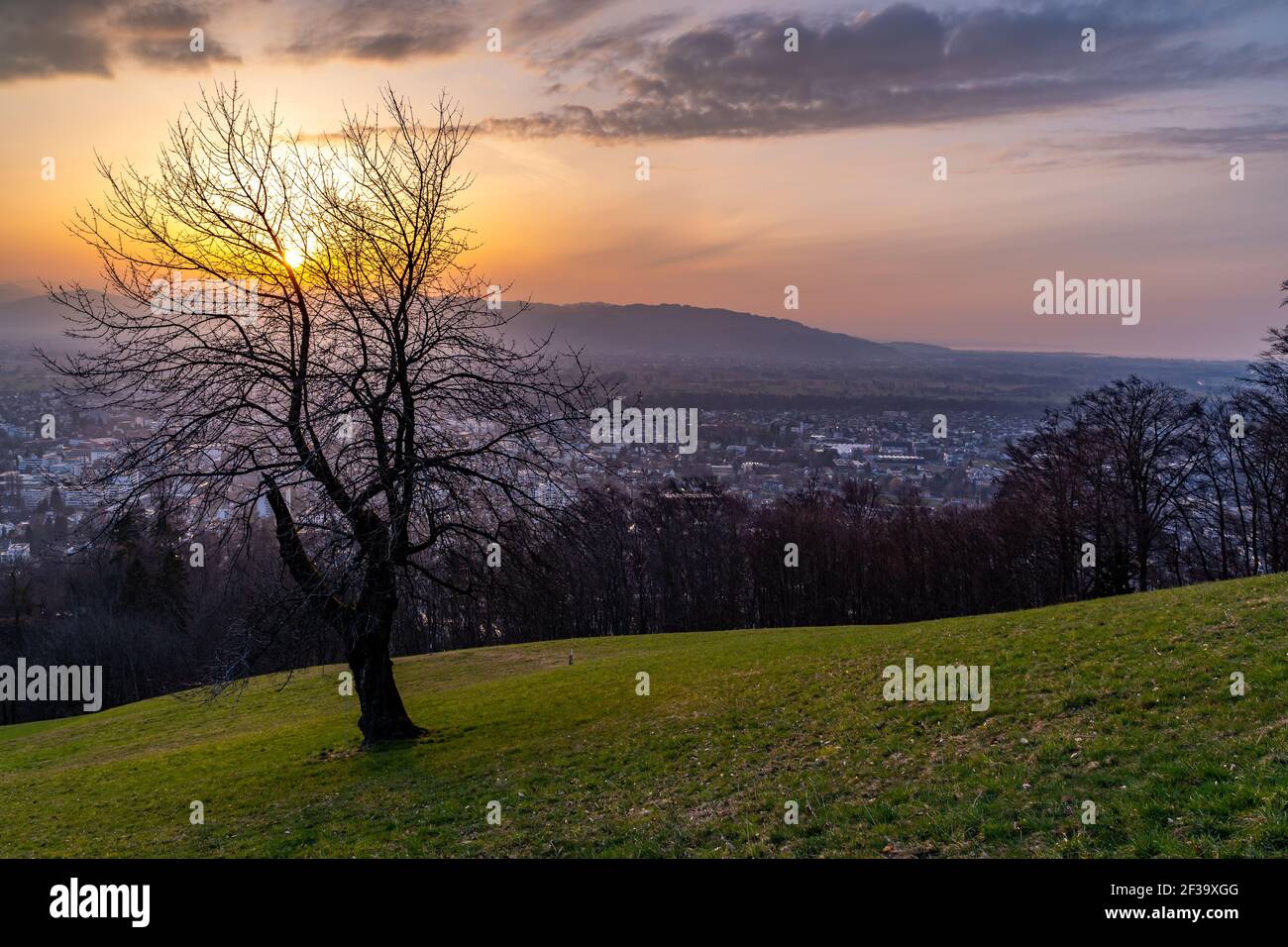 Sonnenuntergang über Schweizer Berg, Baum auf Wiese mit Blick über Rheintal, Dornbirn, Lustenau, Götzis, Kummenberg, Säntis Hintergrund. Abendrot mit Baum Stockfoto