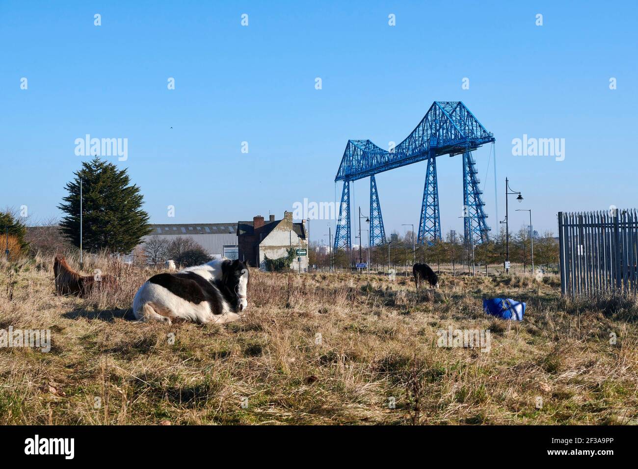 Grünfläche zwischen Middlesborough Stadtzentrum und dem Fluss Tees, Pferde grasen, Transporter Brücke in der Ferne, Nordostengland, Großbritannien Stockfoto