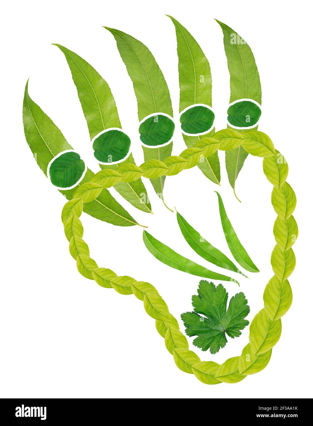 Bärenpfote - ein Symbol für Kraft und Kraft aus Blättern. Isolierte handgemachte Foto Kolllage Stockfoto