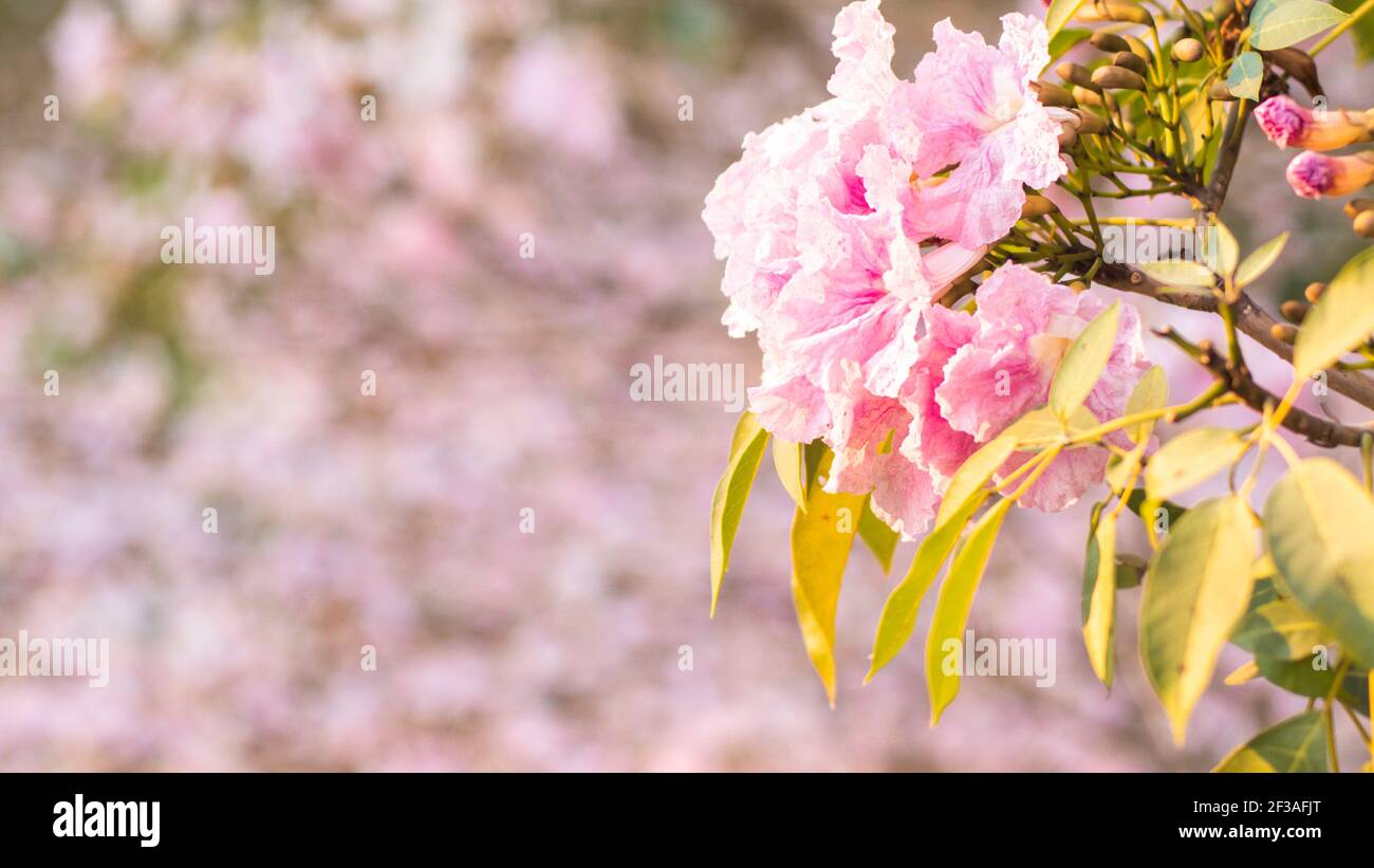 Selektiver Fokus weiches Licht schöne rosa Trompete Blume oder Tabebuia Heterophylla Stockfoto