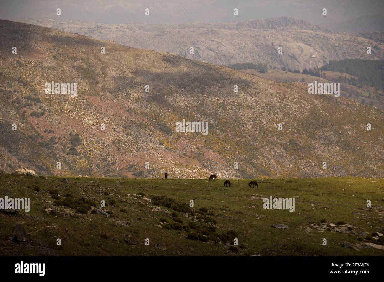 Pferde Gras Fütterung in einer Berglandschaft von Hochland und Wiesen mit Kontrast zu den Schatten der Wolken Stockfoto