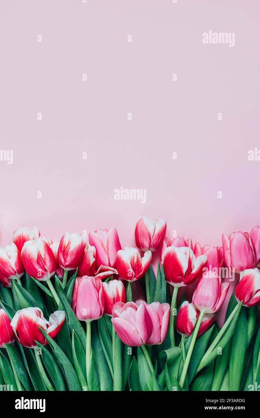 Draufsicht auf rosa Tulpen auf rosa Hintergrund mit frei Platz Stockfoto