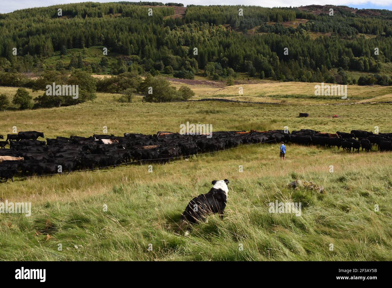 Aberdeen Angus Herdenpfippe weidete auf Rotmell Farm, Blair Atholl, Perthshire, Schottland Stockfoto