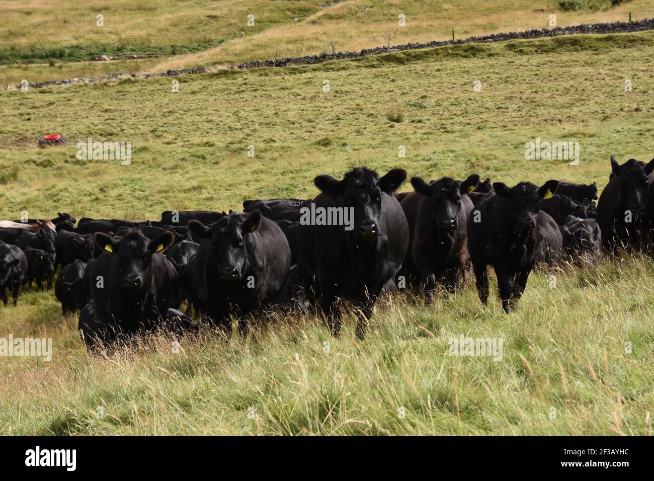 Aberdeen Angus Herdenpfippe weidete auf Rotmell Farm, Blair Atholl, Perthshire, Schottland Stockfoto