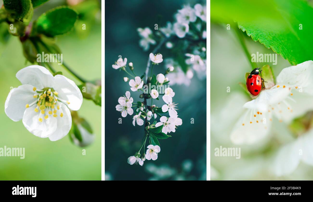 Set von Frühling Tapeten Stockfoto