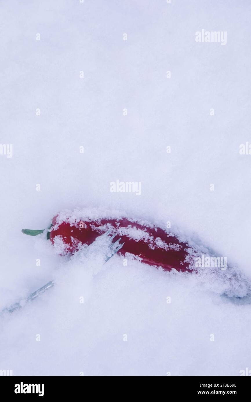 Scharfe rote Chilischote, die mit Gabel im eisigen Schnee liegt. Konzept von heiß und kalt, Kontrast, Gegensätze Stockfoto