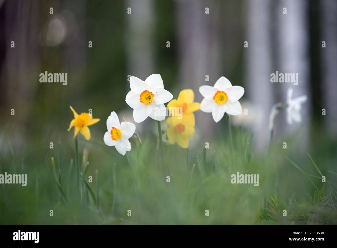 Narzissen im Garten, Blumen im Frühling Stockfoto