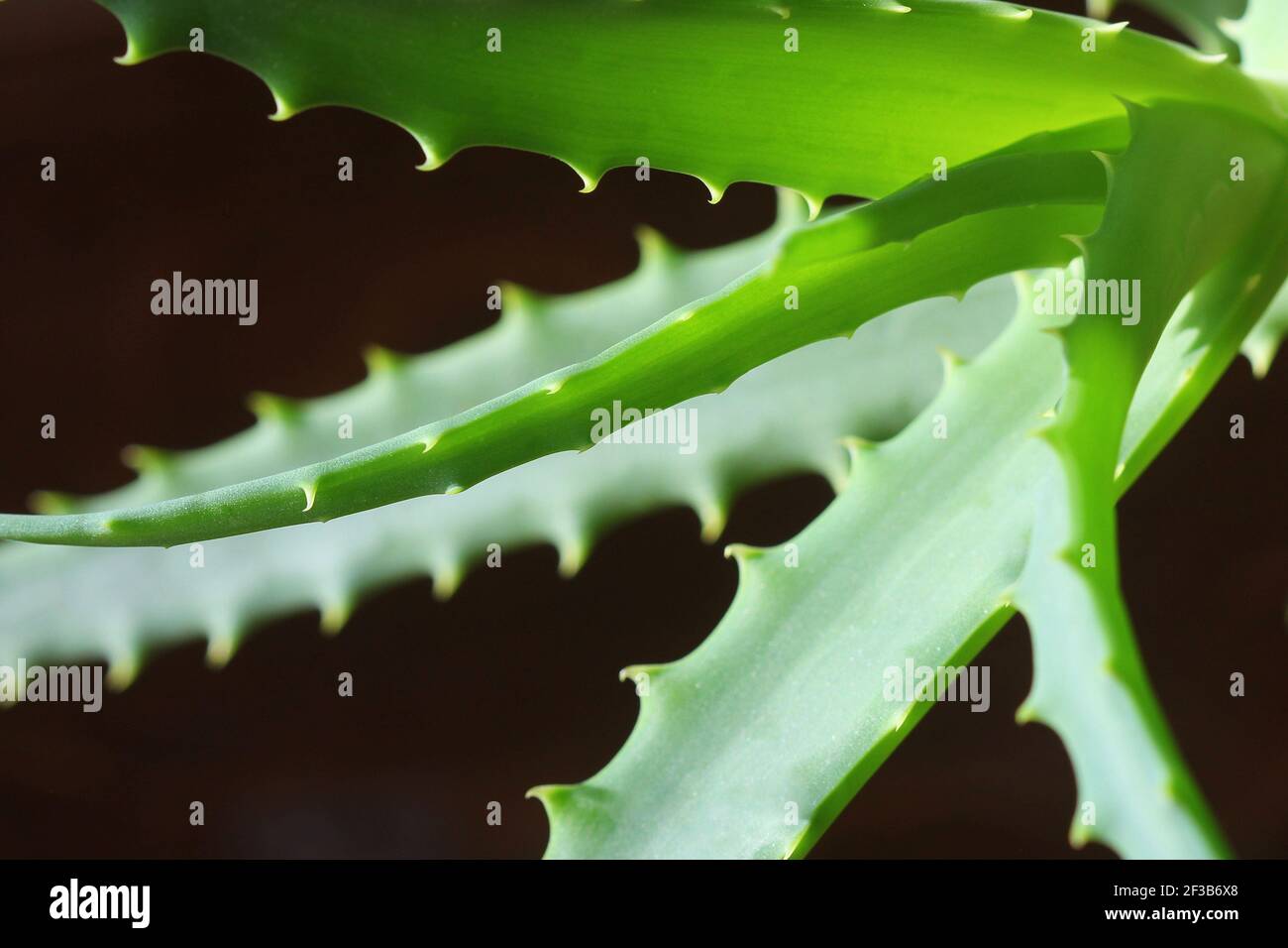 Aloe Vera Pflanze. Aloe Vera wird in der traditionellen Medizin als  Hautbehandlung verwendet Stockfotografie - Alamy