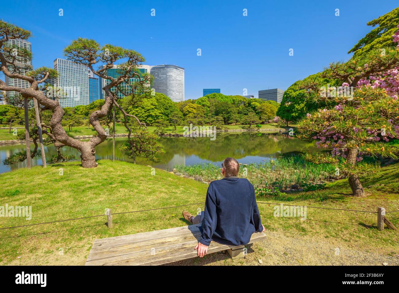 Tokio, Japan - 20. April 2017: Japanischer Mann in Hamarikyu Gärten im Frühling mit Blüten, Chuo Bezirk. Der traditionelle Garten im Gegensatz zu Stockfoto