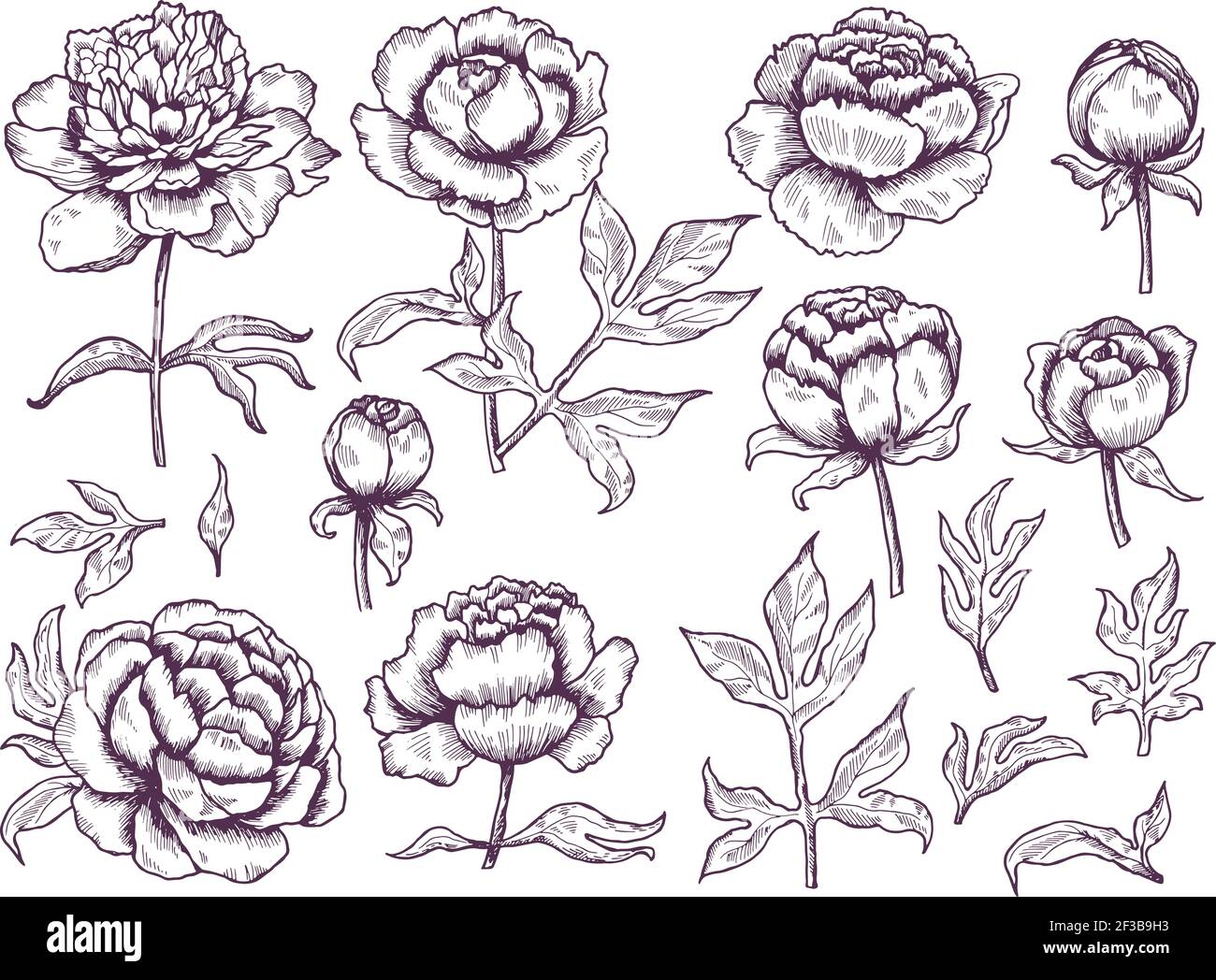 Peonies Doodle. Blätter und Knospen Blumenbilder botanischen Vektor handgezeichnete Sammlung Stock Vektor