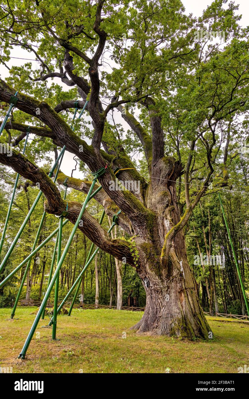 Zagnansk, Polen - 23. August 2020: Bartek Eiche Naturdenkmal, eine der ältesten Eiche in Polen, über 800 Jahre im Swietokrzyskie-Gebirge vill gealtert Stockfoto