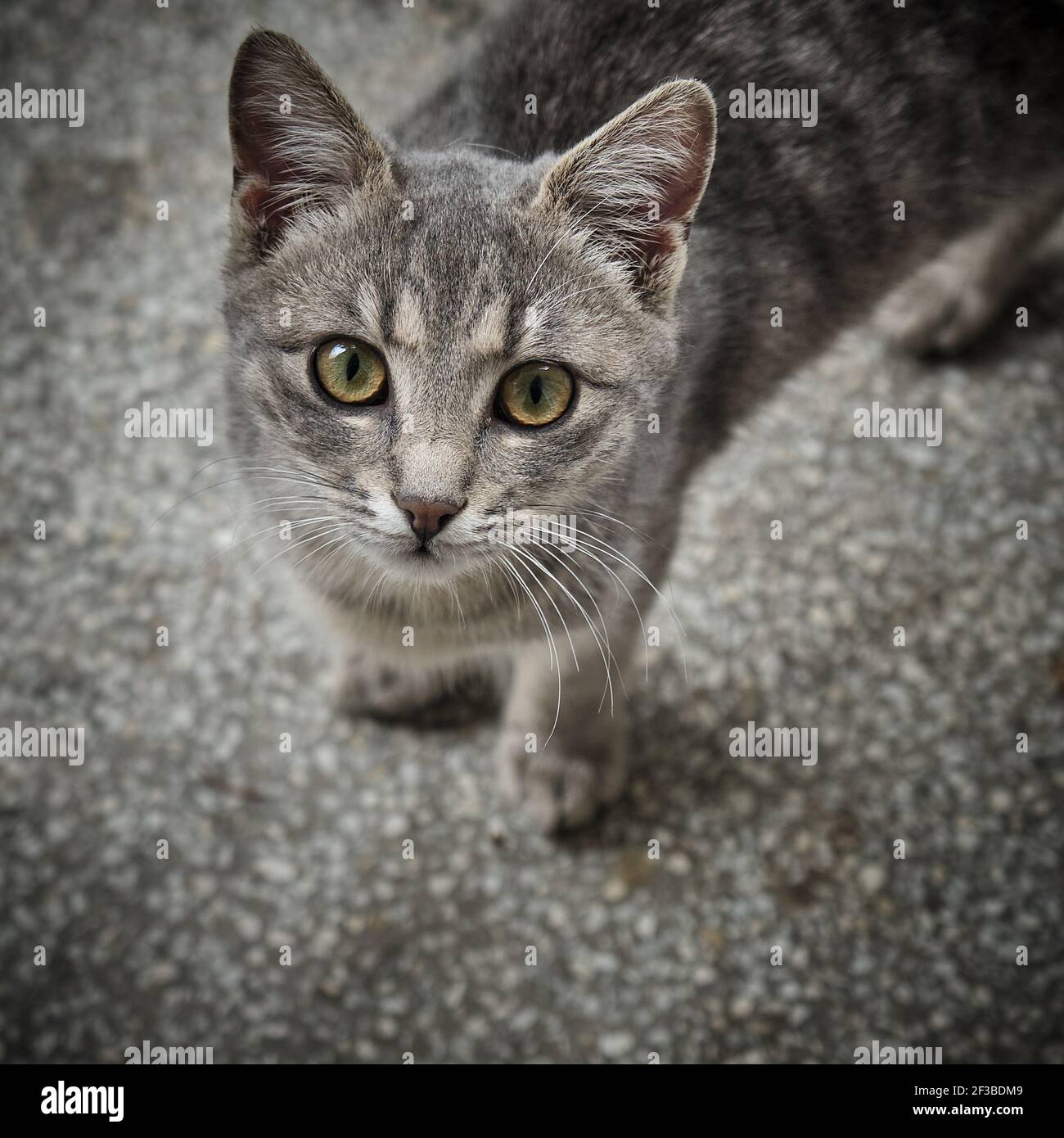 Junge graue tabby Kitty-Katze Ausübung Modellierung. Stockfoto