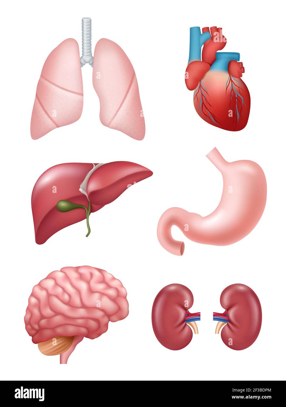 Menschliche Organe. Anatomische medizinische Illustrationen Magen Herz Niere Gehirn Vektor Illustrationen Stock Vektor