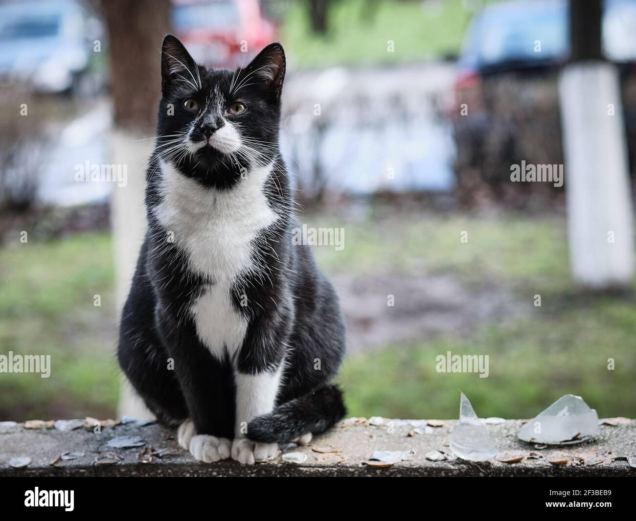 Wildes schwarz-weiß-ehrliches junges Smoking Katzenportrait auf meinem Balkon. Stockfoto