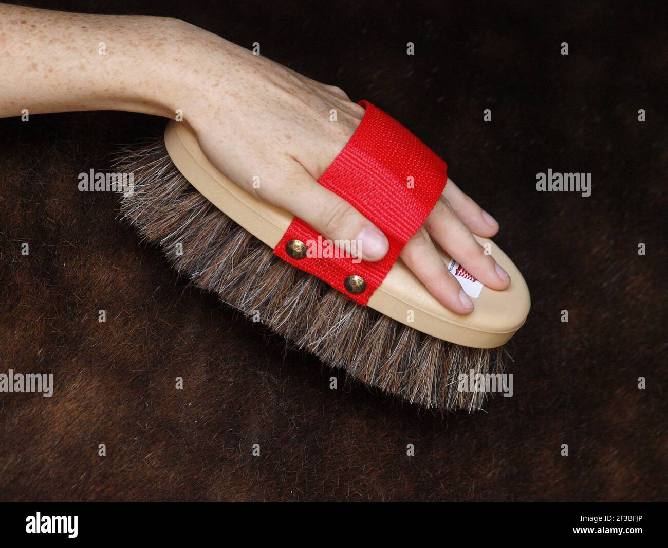 Eine Nahaufnahme einer Hand, die eine Bürste hält, während ein Pferd präparieren. Stockfoto