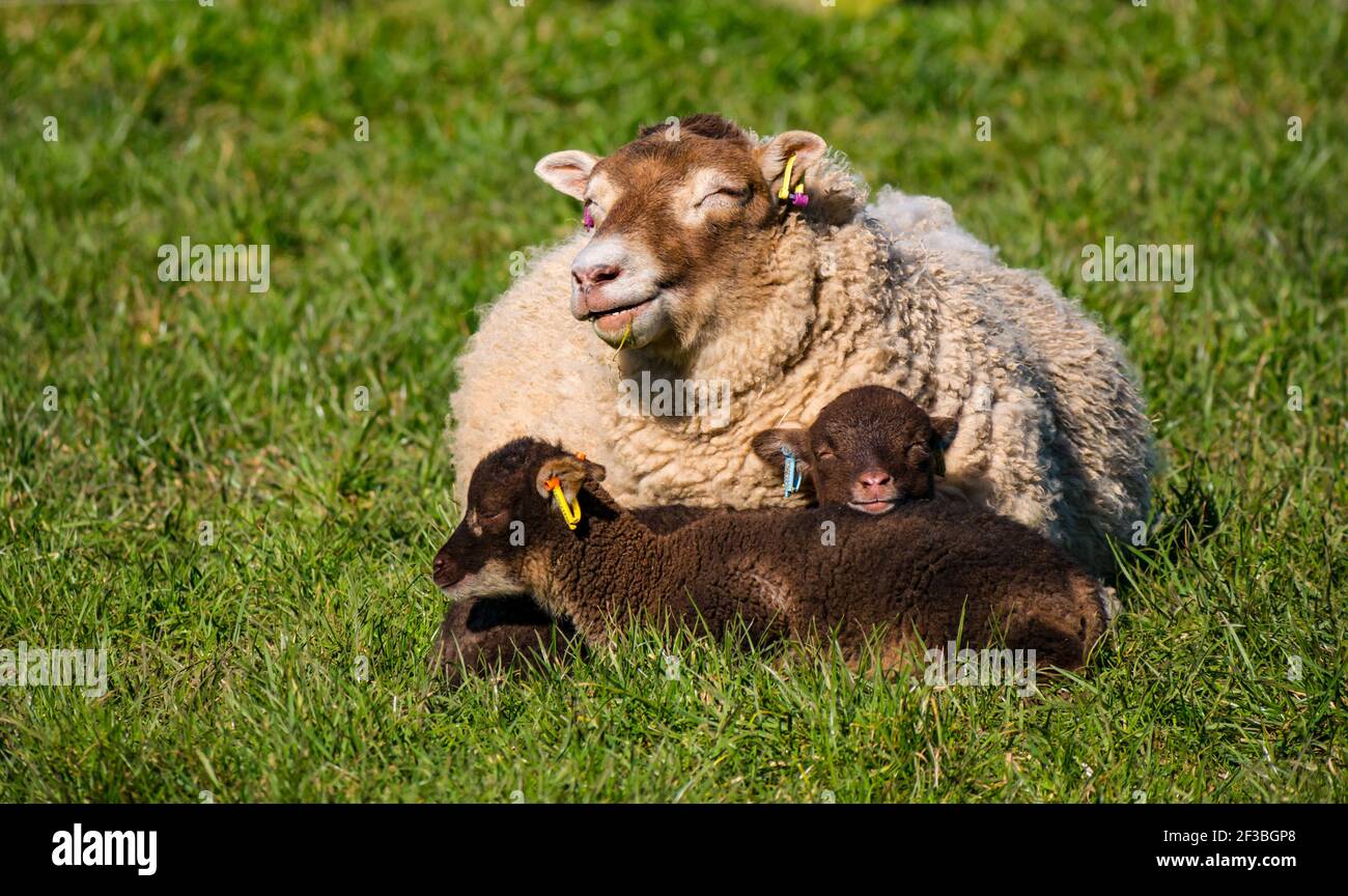 East Lothian, Schottland, Großbritannien, 16th. März 2021. UK Wetter: Frühlingslämmer wärmen sich im Gras in der Sonne liegen. Diese Shetland Schaf Lamm Zwillinge und ihre Mutter genießen die Wärme der Sonne, wie das Mutterschaf kaut die cud in einem grasbewachsenen Feld, sondern hält ein Auge offen, um wachsam zu bleiben Stockfoto