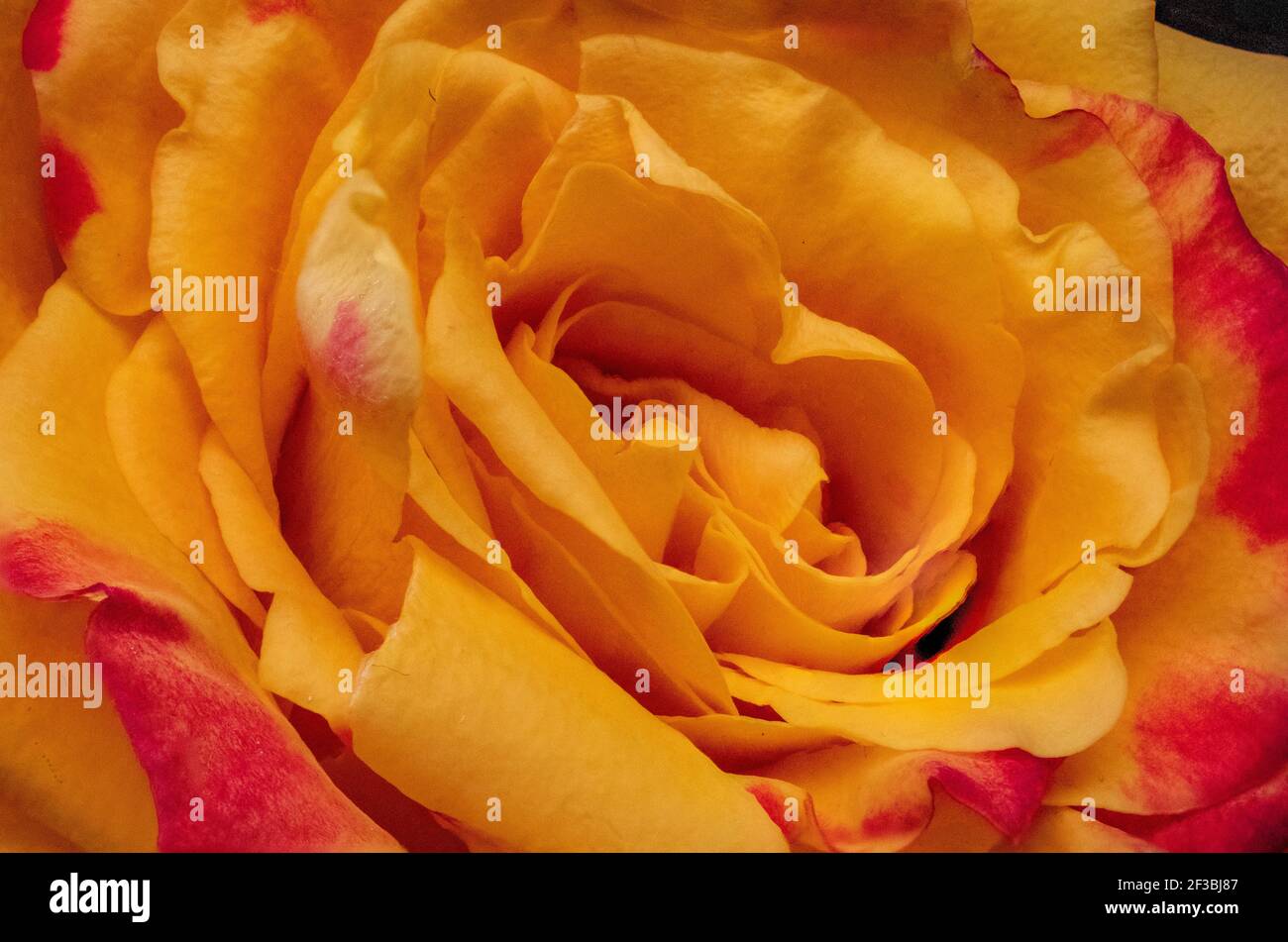 Penny Lane Rosen. Gelbe Rose isoliert auf schwarzem Hintergrund Stockfoto