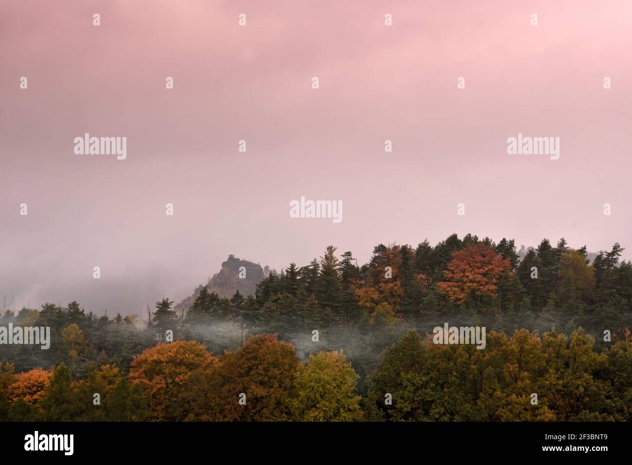Schöne Herbstnatur im Wald Stockfoto