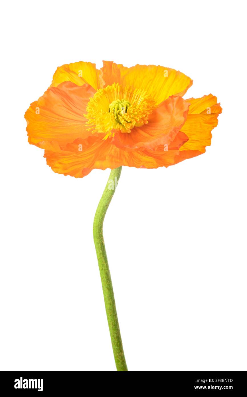Orange poppy flower auf weißem Hintergrund Stockfoto