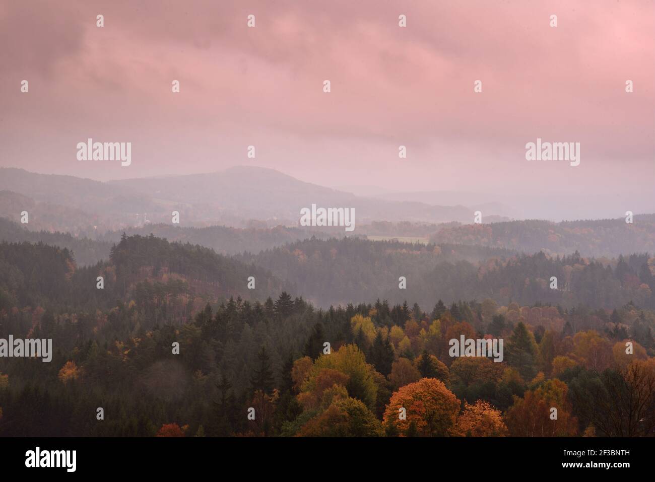 Schöne Herbstnatur im Wald Stockfoto