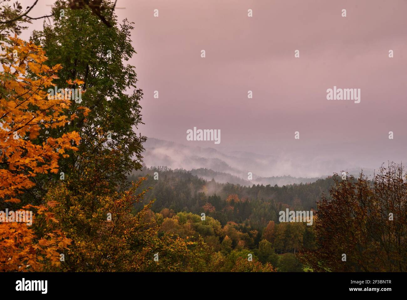 Schöne Herbstnatur im Wald Stockfoto