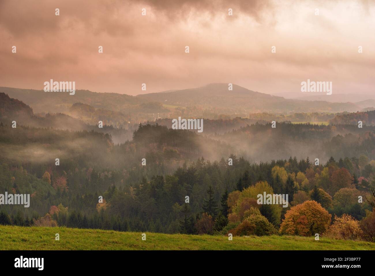 Schöne Herbstnatur im Wald Stockfoto