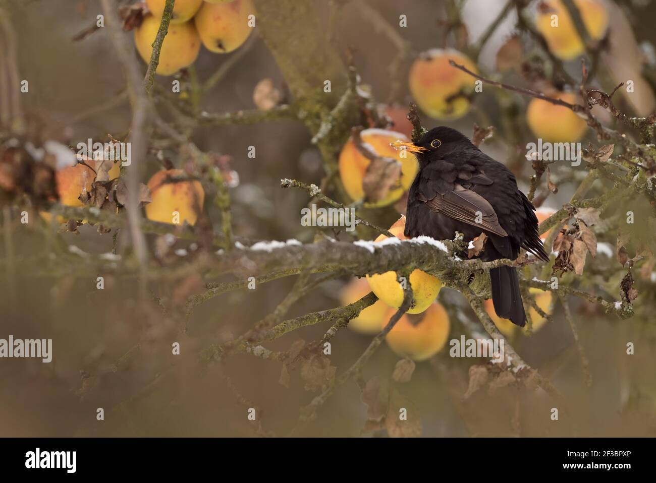 Amsel auf dem Baum im Winter Stockfoto