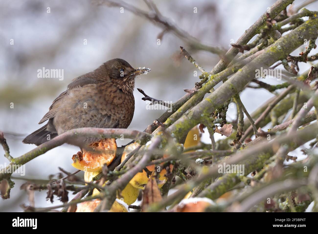 Kleiner Vogel im Winter Stockfoto