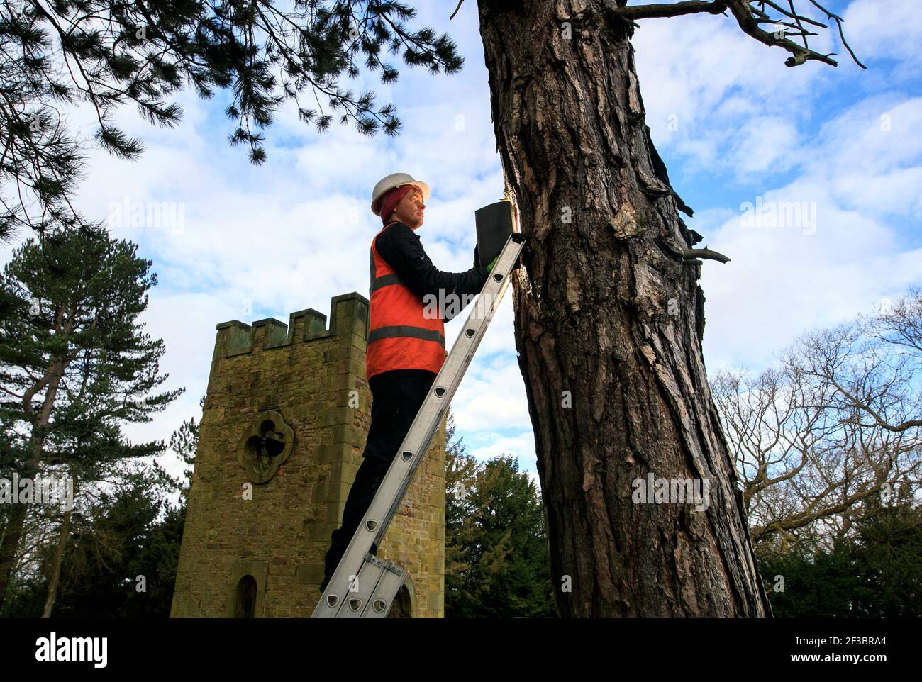 Der Ökologe Robert Bell installiert eine Fledermauskiste auf dem Gelände des Stainborough Castle, einer Torheit aus dem 18th. Jahrhundert im Wentworth Castle Garden in der Nähe von Barnsley, die gemeinsam vom National Trust und dem Barnsley Council betreut wird. Bilddatum: Dienstag, 16. März 2021. Stockfoto