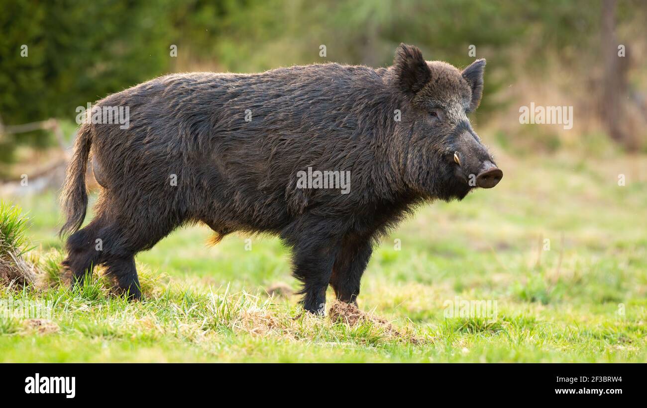 Gefährliche Wildschweine mit langen Stoßzähnen auf grünem Gras stehen Im Frühlingswald Stockfoto