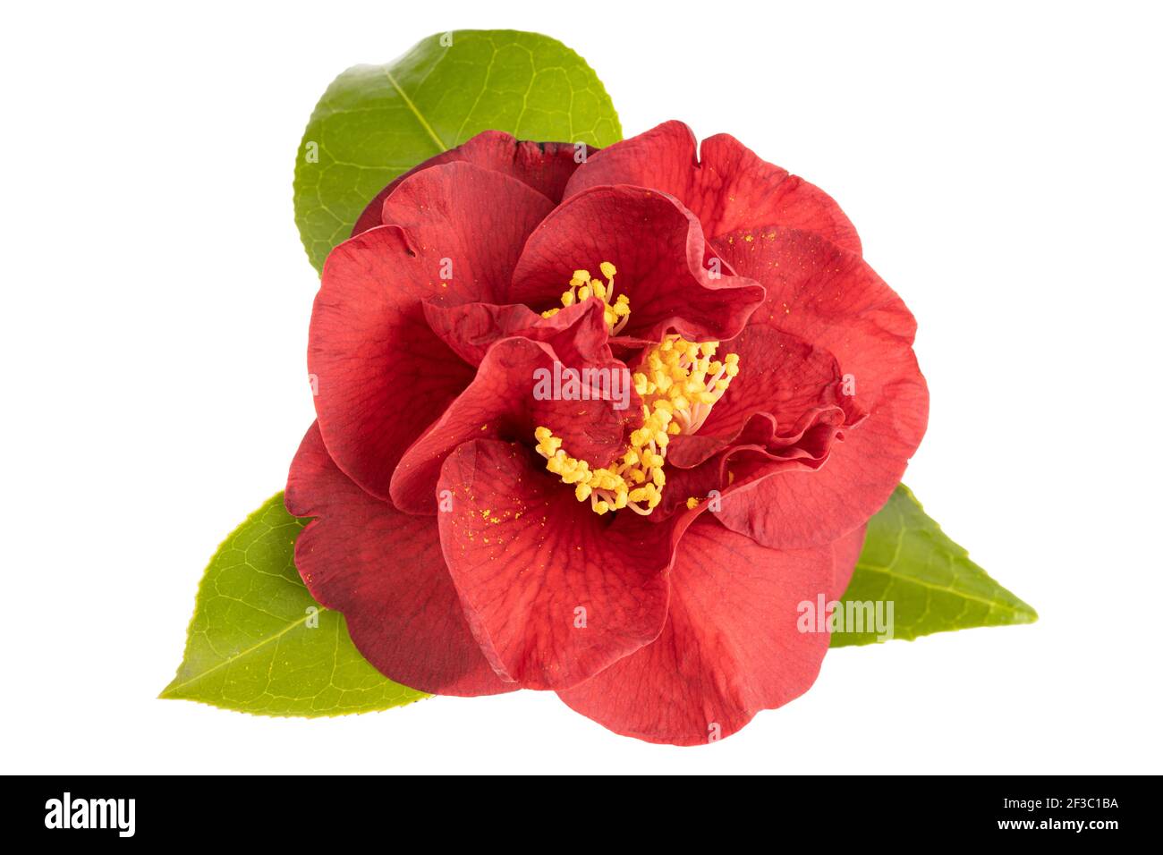 Blühte Rote Kamelienblume mit Blättern, gelbem Staubgefäß und Stempeln isoliert auf weißem Hintergrund. Camellia japonica Stockfoto