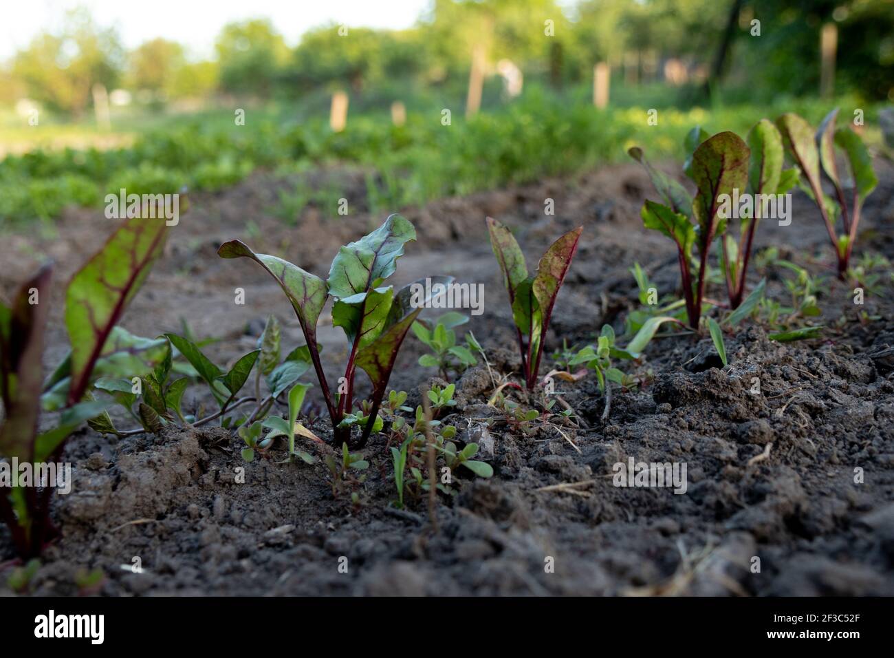 Gemüsegarten im Frühling. Grüne Triebe, Spitzen von roten Rüben, Nahaufnahme auf dem Hintergrund der Erde Stockfoto