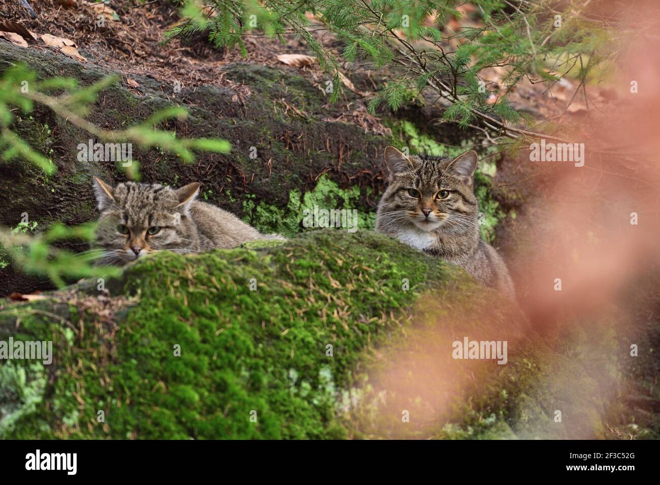 Zwei Wildkatzen (Felis silvestris) Sitzen auf dem Felsen in ihrer natürlichen Umgebung in Europa Wald Stockfoto