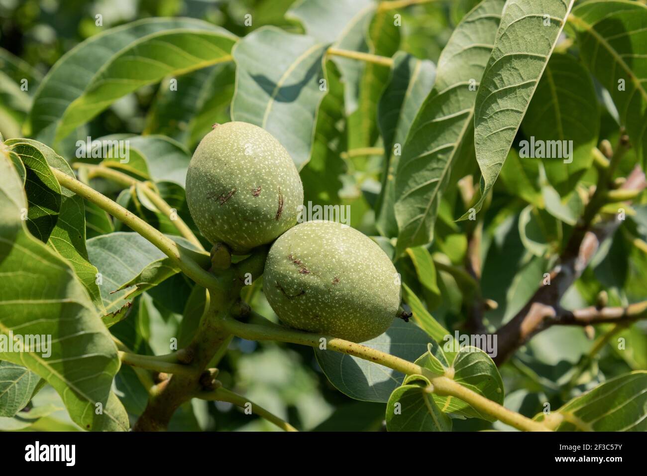 Grüne Walnüsse auf dem Walnussbaum im Sommer sonnigen Tag. Stockfoto