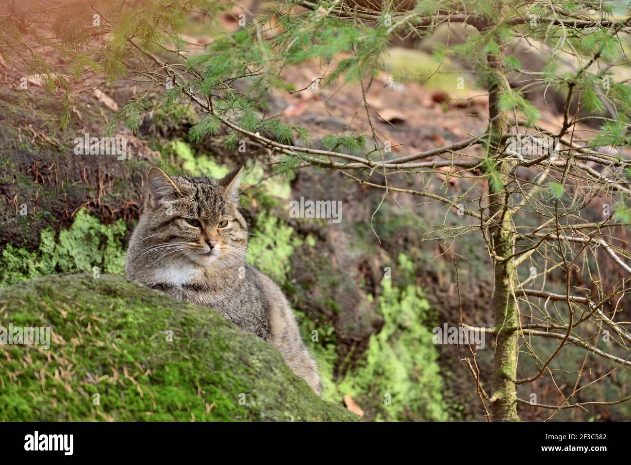 Zwei Wildkatzen (Felis silvestris) Sitzen auf dem Felsen in ihrer natürlichen Umgebung in Europa Wald Stockfoto
